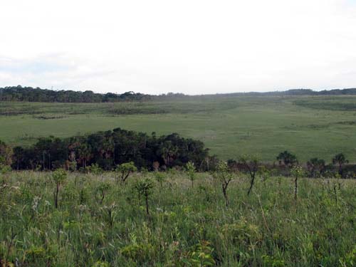 Campo humedo y bosque de galeria, meseta de la Serrania de Huanchaca